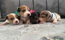 Jack Russell dogs for sale: Beautiful Jack russell puppies for sale  - Image 9