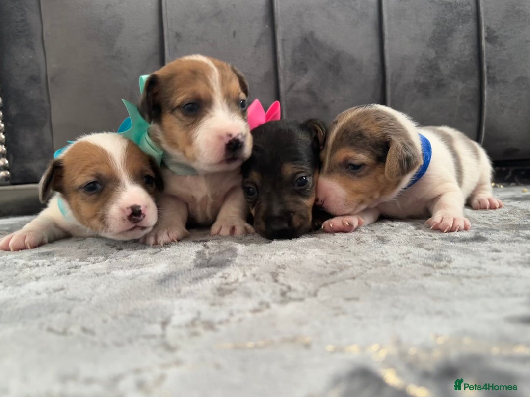 Jack Russell dogs for sale: Beautiful Jack russell puppies for sale  - Image 9