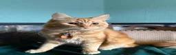 Siberian cats for sale: Apollo  - Advert 2