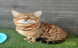 Bengal cats for sale: 🔥 Beautiful Boy Bengal Cat for Sale! 🔥 Plus 3 😺 - Image 4