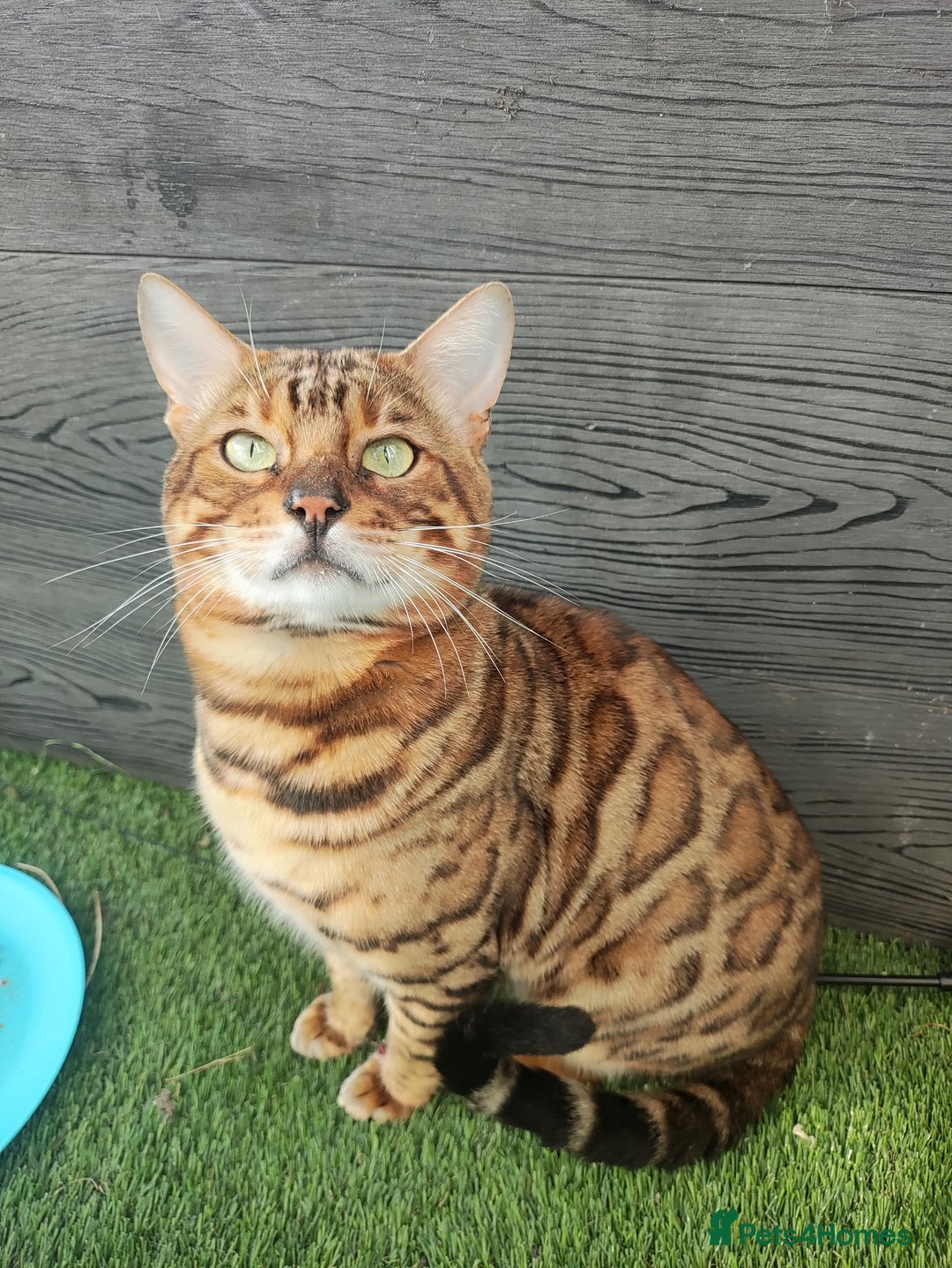 Bengal cats for sale: 🔥 Beautiful Boy Bengal Cat for Sale! 🔥 Plus 3 😺 - Image 4