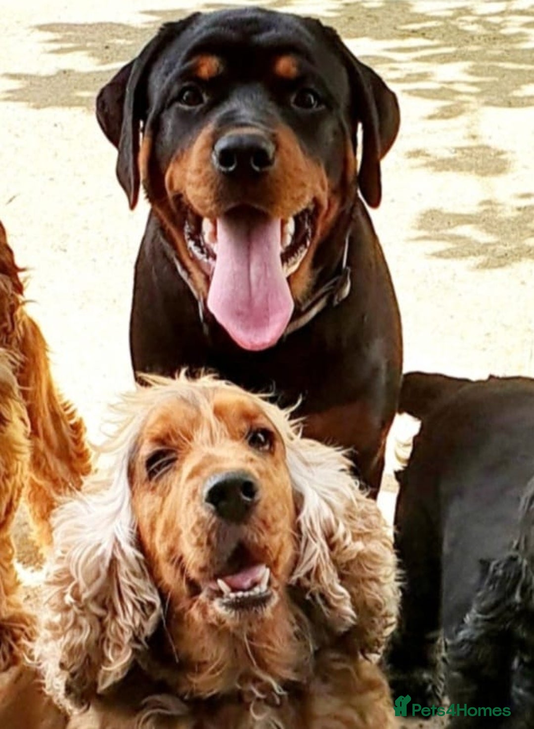 Rottweiler dogs for sale: Rottweiler girl - Image 2