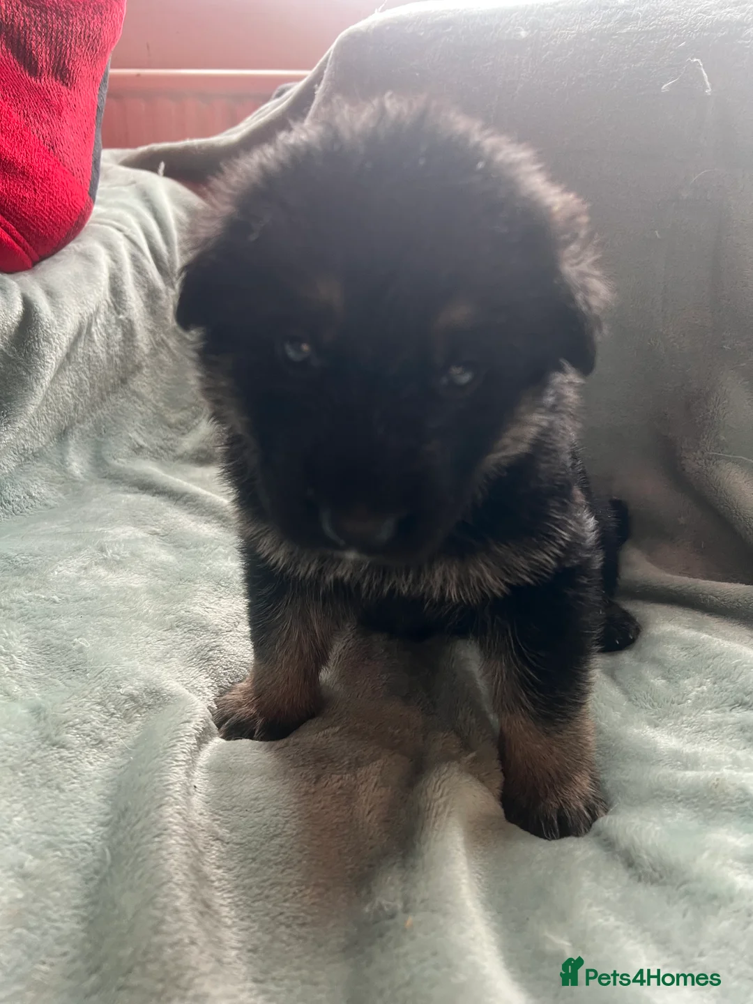 German Shepherd dogs for sale: The most stunning German Shepherd puppies - Advert 18