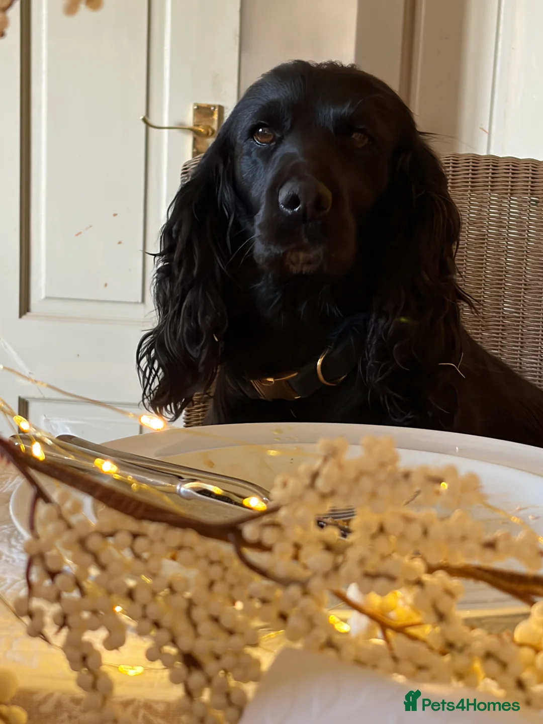 Cocker Spaniel dogs for sale: Beautiful 5 Year Old Cocker Spaniel Bitch  - Advert 2