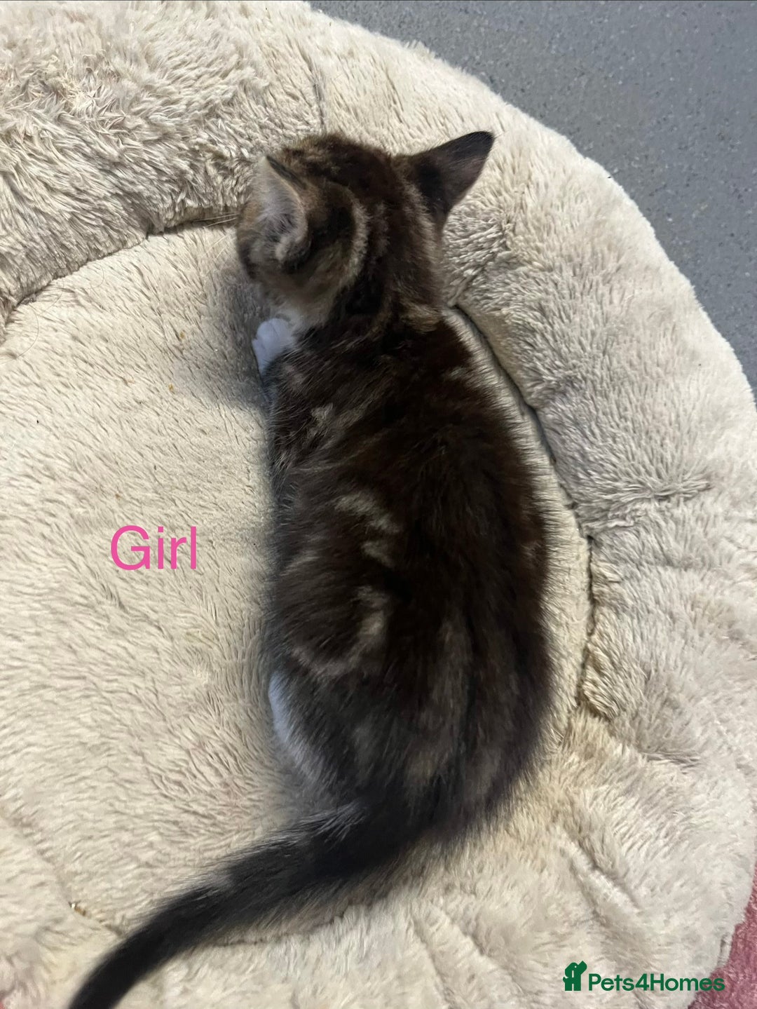 Mixed Breed cats for sale: 🐾 5 Stunning Boy & Girl Kittens  - Advert 15
