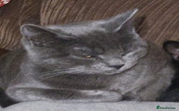 British Shorthair cats for sale: British grey short hair female cat - Image 3