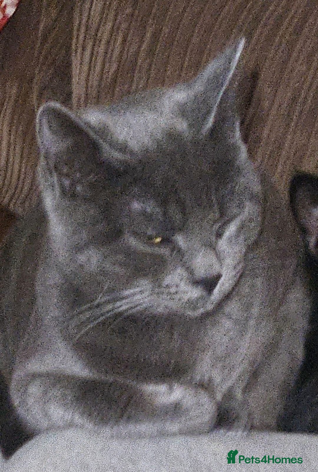 British Shorthair cats for sale: British grey short hair female cat - Image 3