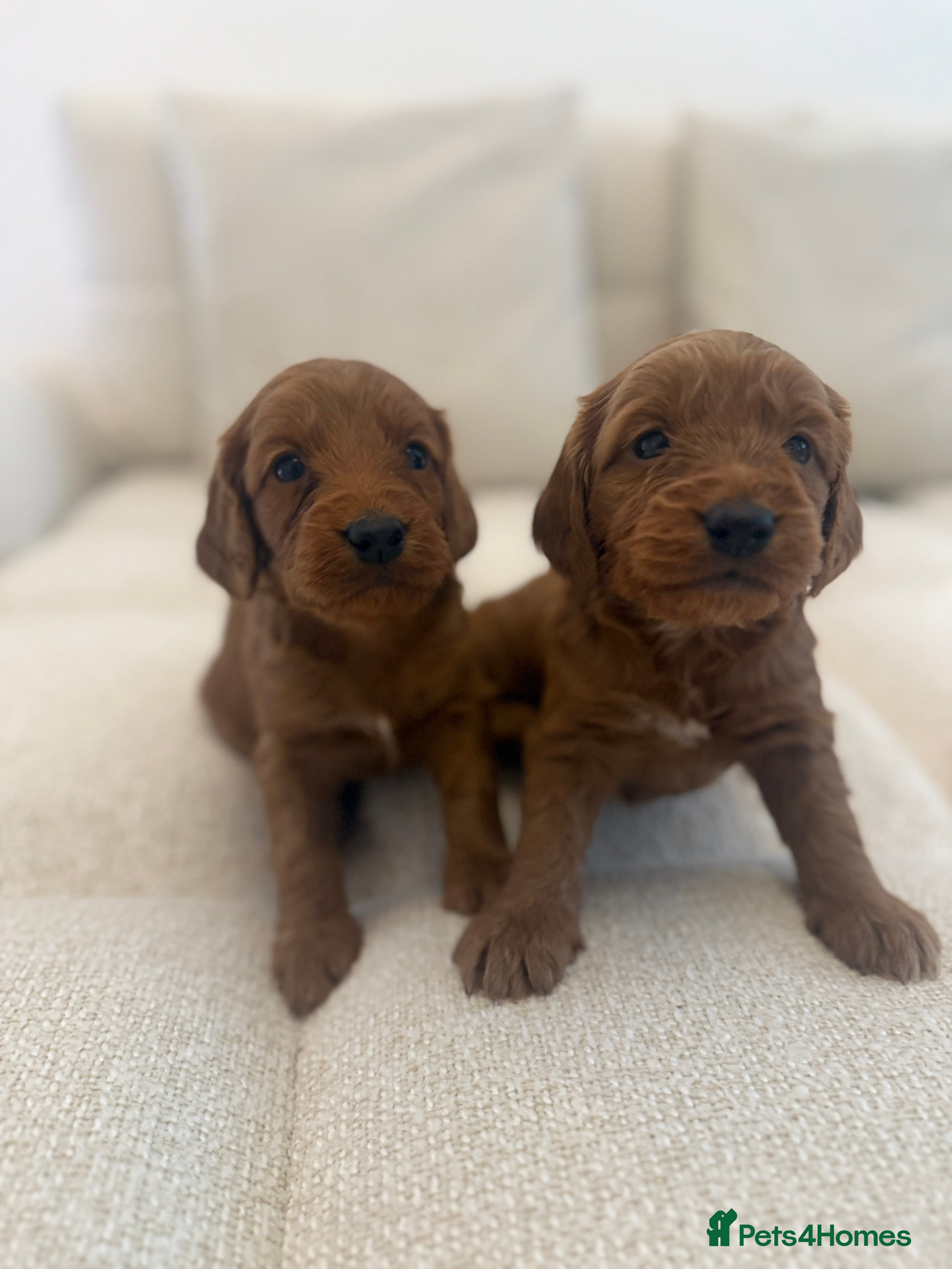 Cockapoo dogs 7 Golden Cockapoo girls - Advert 1