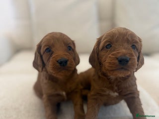 Cockapoo dogs 7 Golden Cockapoo girls - Advert 1