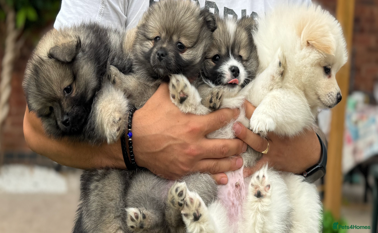 Pomeranian dogs - Advert 2