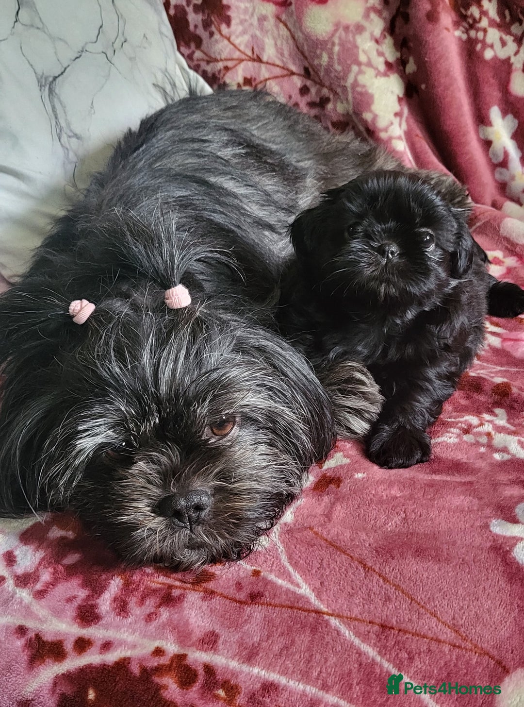 Shih Tzu dogs for sale: Shih Tzu Puppies for Sale - Image 12