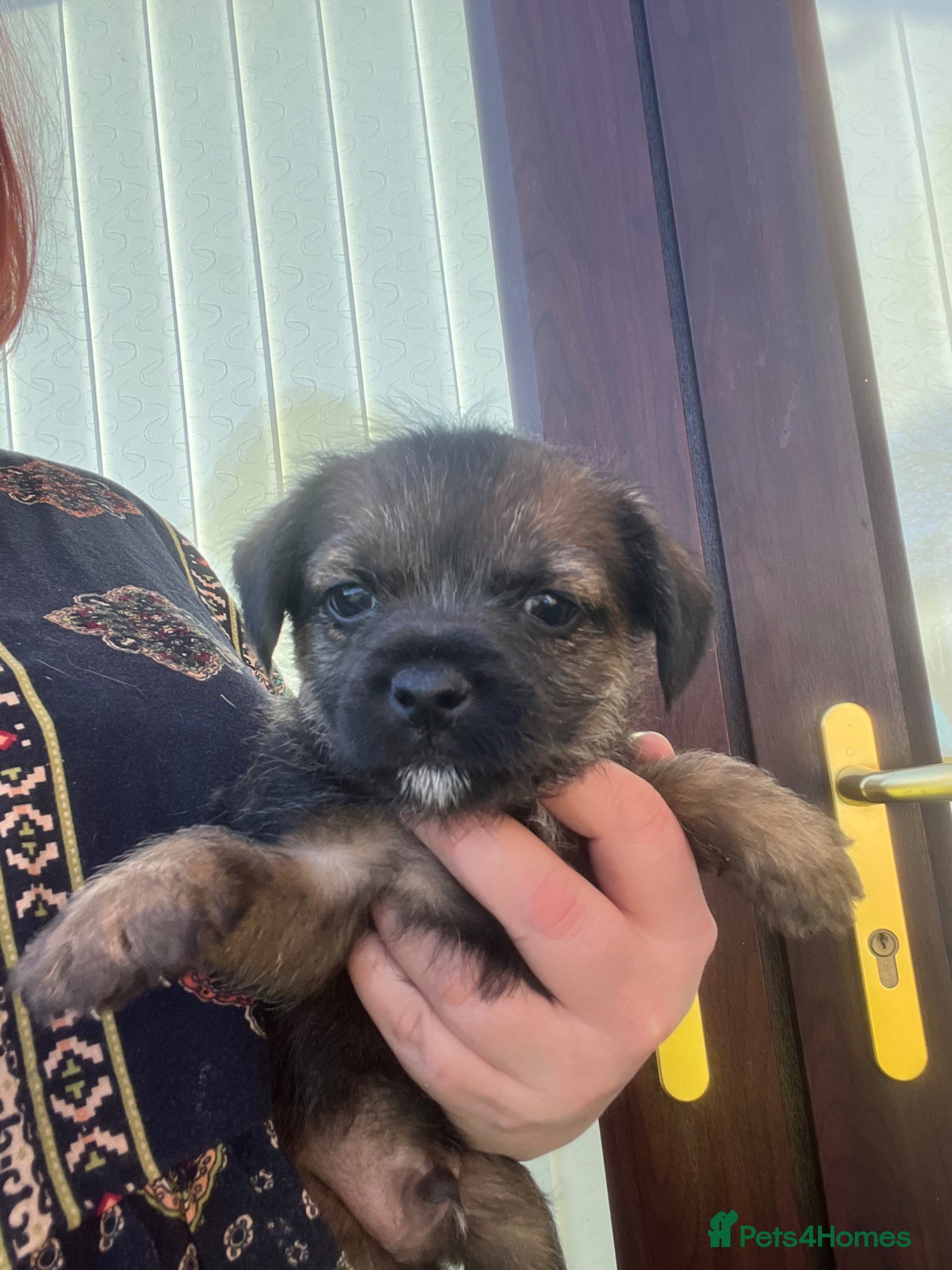 Border Terrier dogs KC reg Slem clear border terrier pups reg breeder - Advert 2