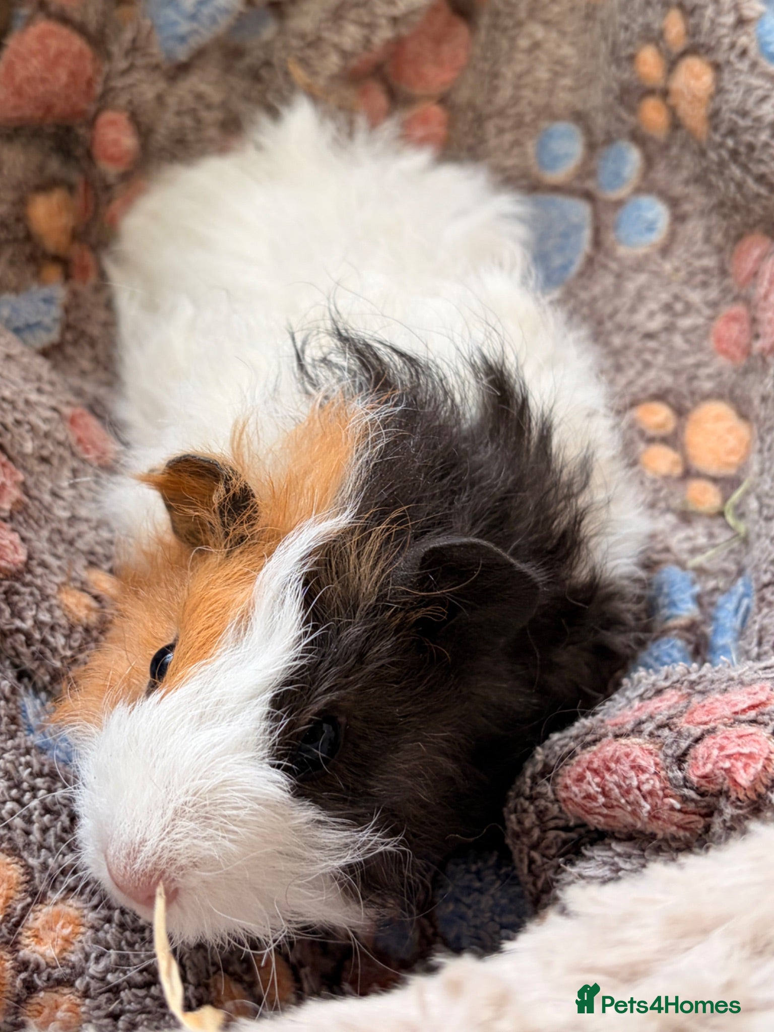 Guinea Pig rodents BEAUTIFUL BABY GUINEA PIGS, BOYS AND GIRLS - Advert 3