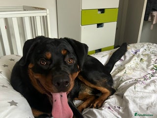 Rottweiler dogs This is my 1 year old rottwelier - Advert 2