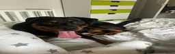 Rottweiler dogs for sale: This is my 1 year old rottwelier - Advert 1