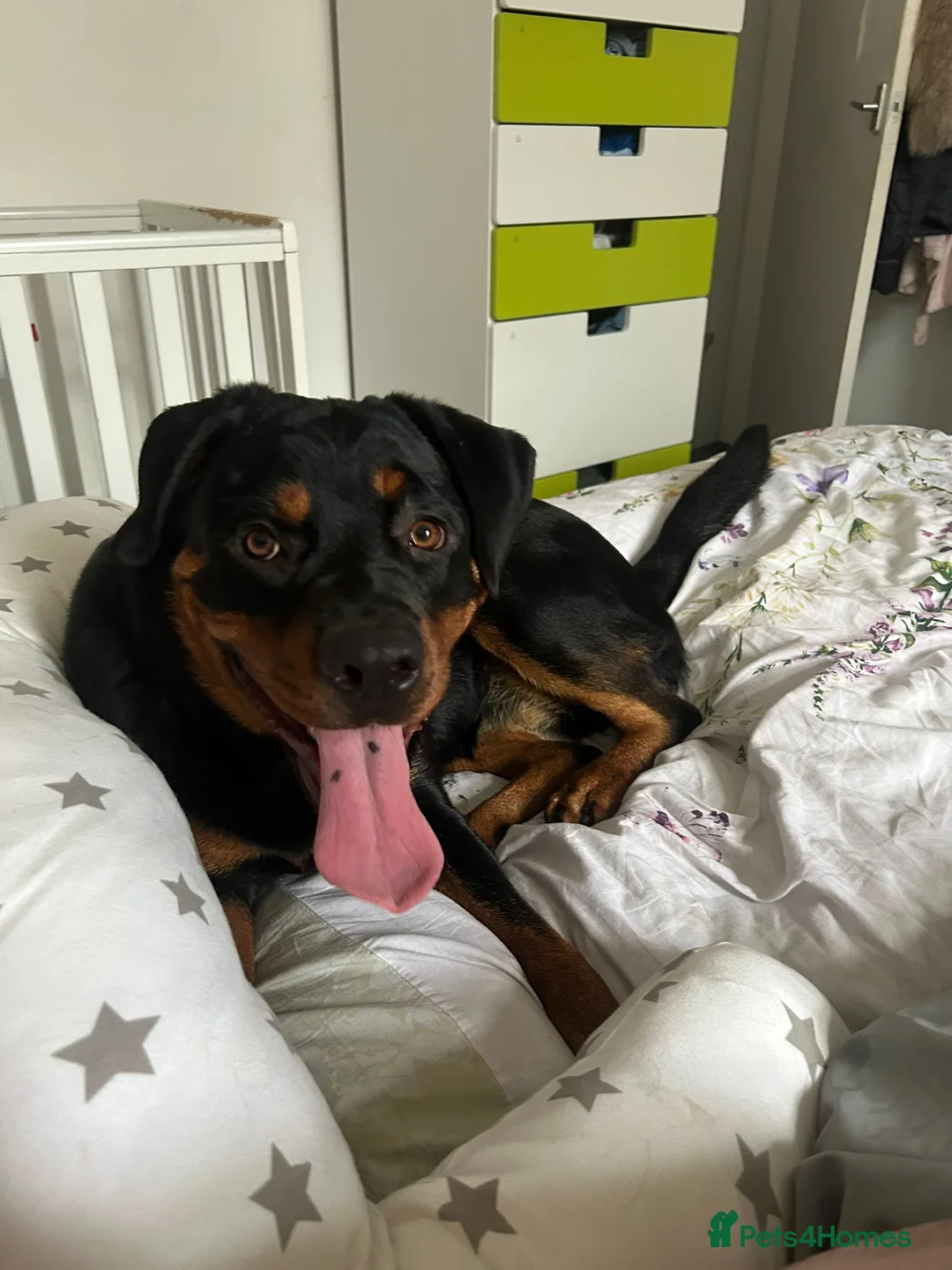 Rottweiler dogs for sale: This is my 1 year old rottwelier - Advert 1