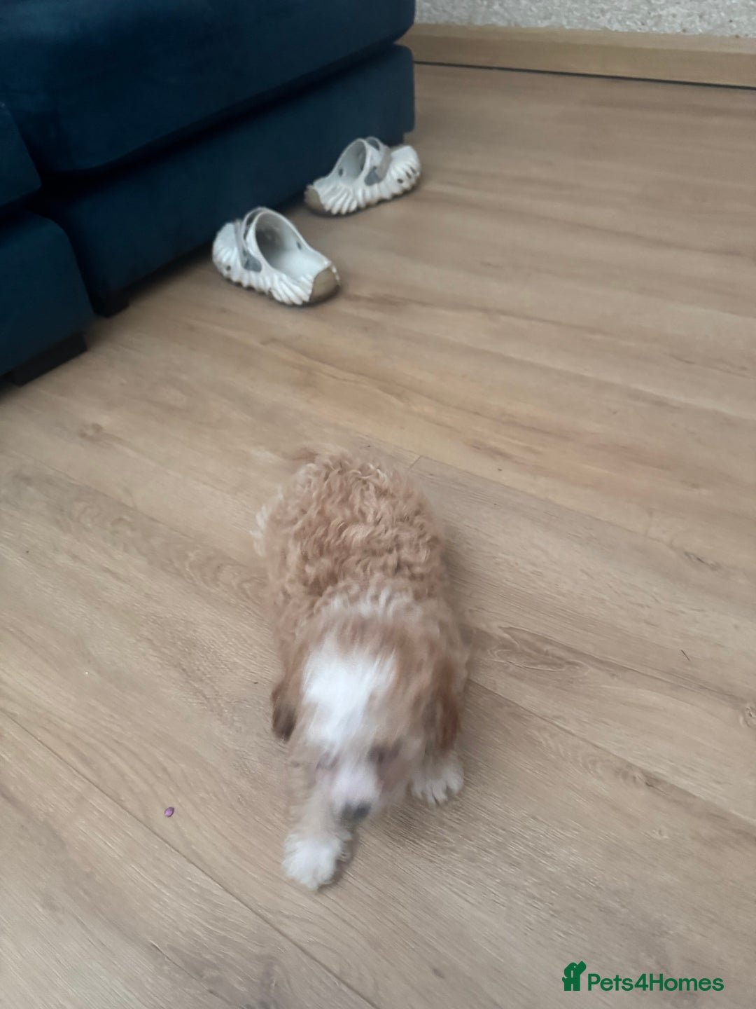Cavapoo dogs for sale: Adorable cavapoo girl puppy - Advert 5