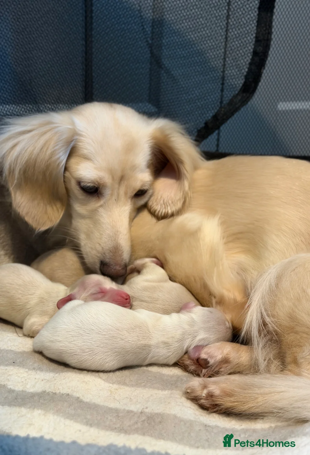 Miniature Dachshund dogs for sale: Long haired intense cream miniature dachshund boy in Nottingham - Advert 2