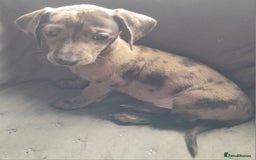 Miniature Dachshund dogs for sale: Miniature dachshund ( sausage dog) puppies - Image 12