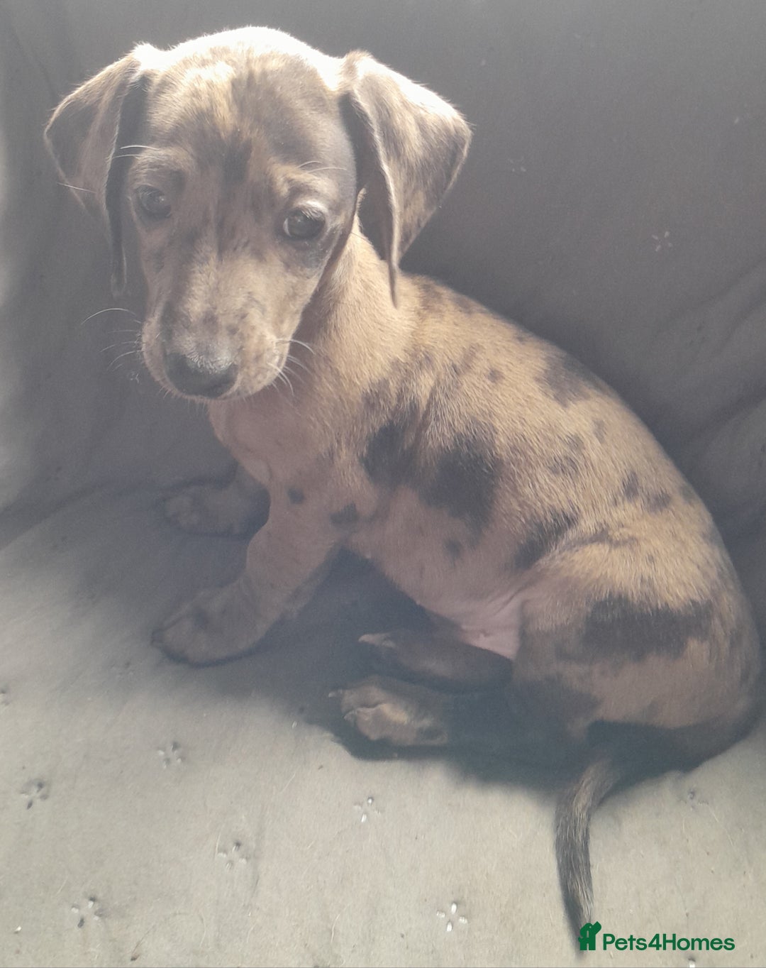 Miniature Dachshund dogs for sale: Miniature dachshund ( sausage dog) puppies - Image 12