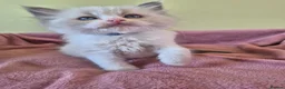 Ragdoll cats for sale: Ragdoll kittens GCCF regsitered - Advert 27