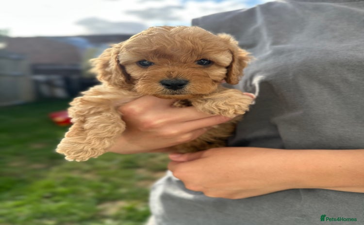 Cavapoo dogs - Advert 16