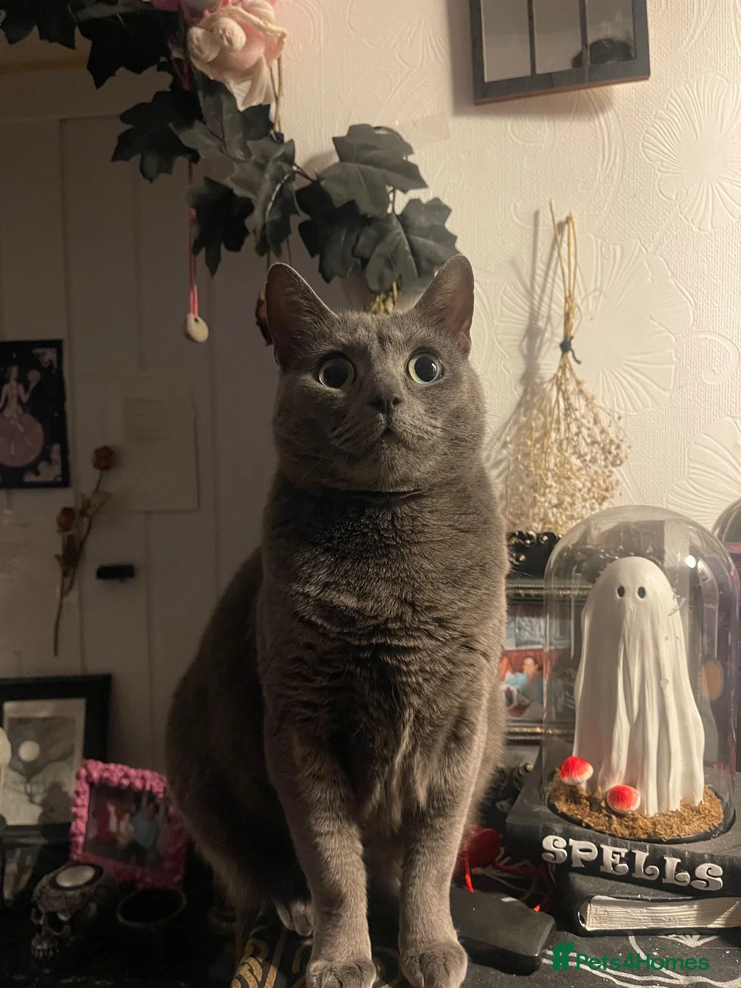 British Shorthair cats for sale: Looking for a new home  - Advert 7