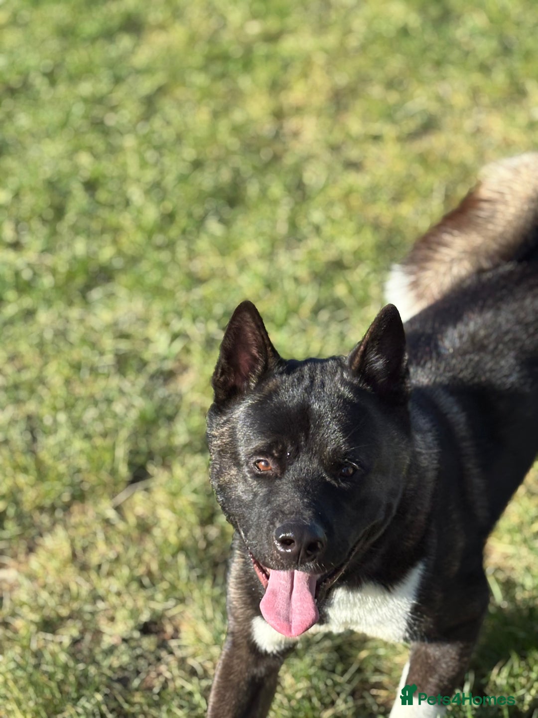 Akita dogs for sale: American Akita needs rehoming - Advert 4