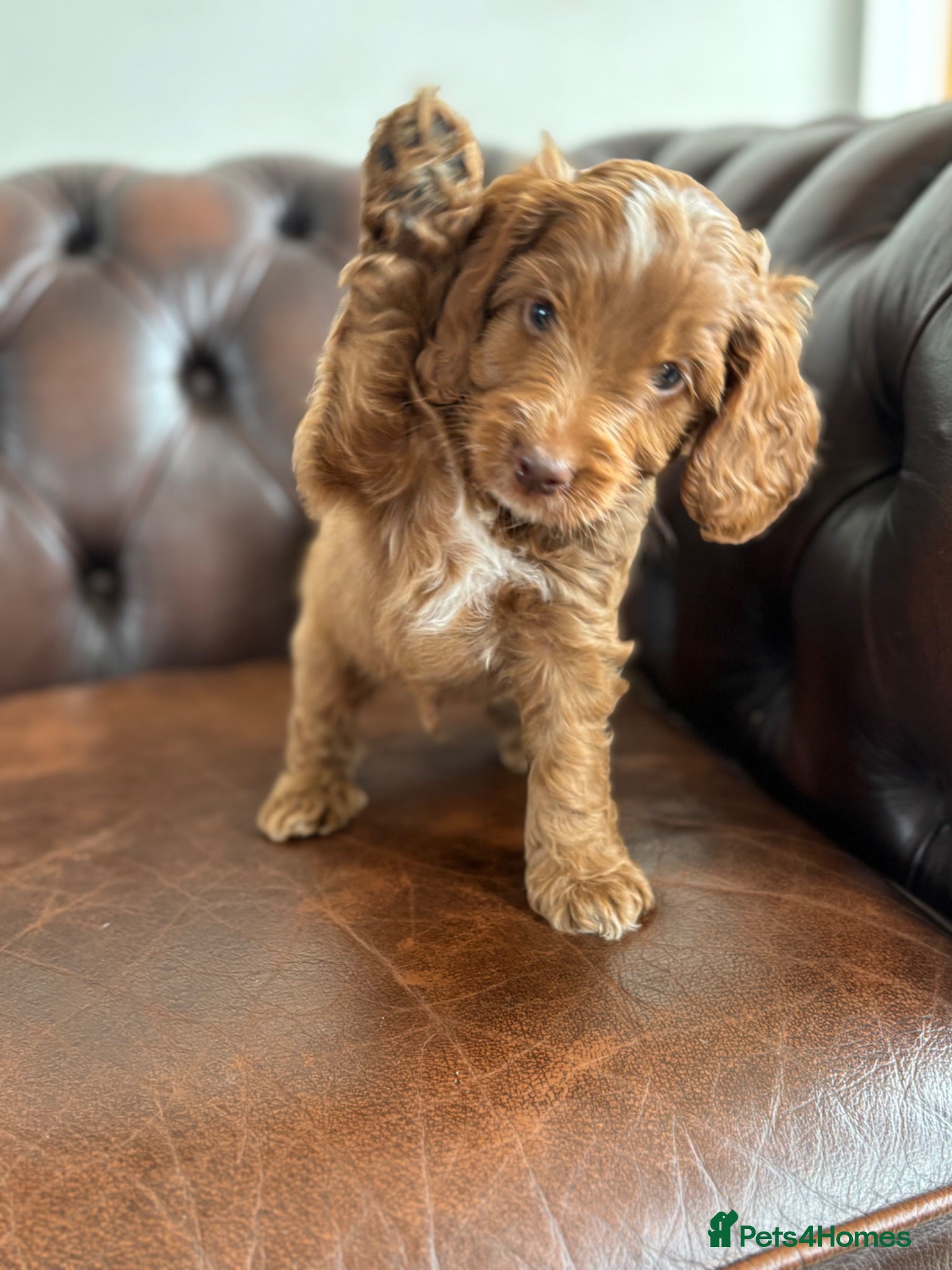 Cockapoo dogs F1 cockapoo puppies  - Advert 2