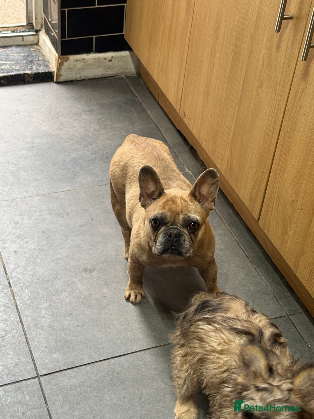 Mixed Breed dogs for sale: Chow x frenchie  - Image 4