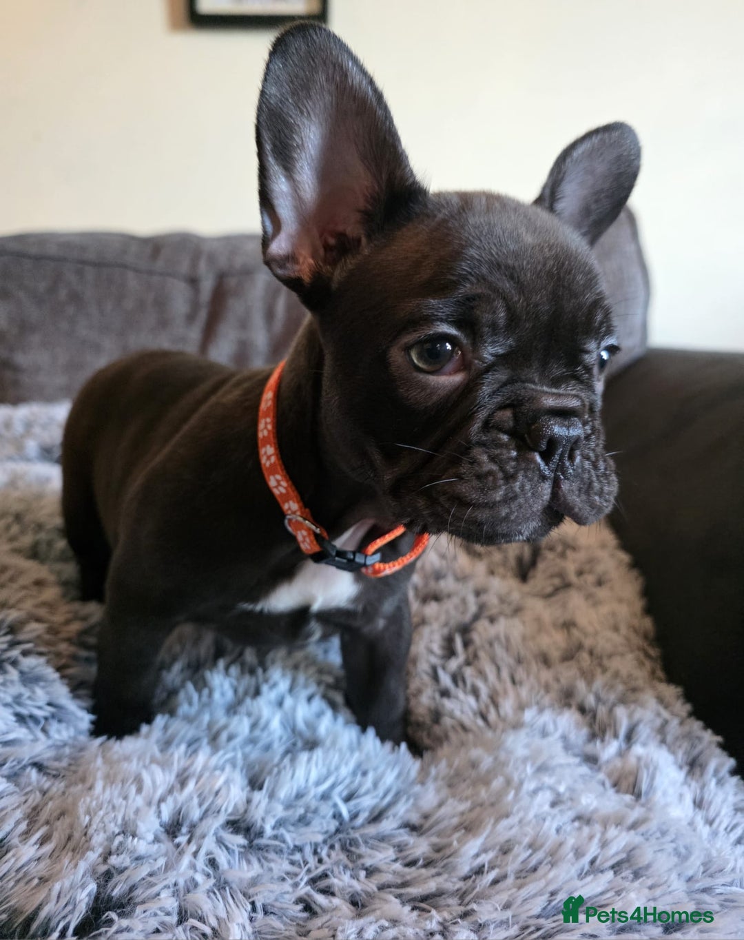 French Bulldog dogs for sale: 5 Beautiful French bulldogs - Image 12