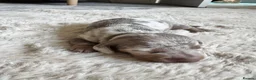 Dachshund dogs for sale: Long hair Dachshund  - Advert 6