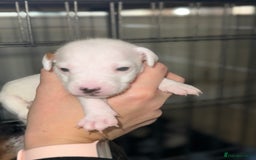 Parson Russell dogs for sale: 3 Male Parson Jack Russell’s for sale  - Image 7