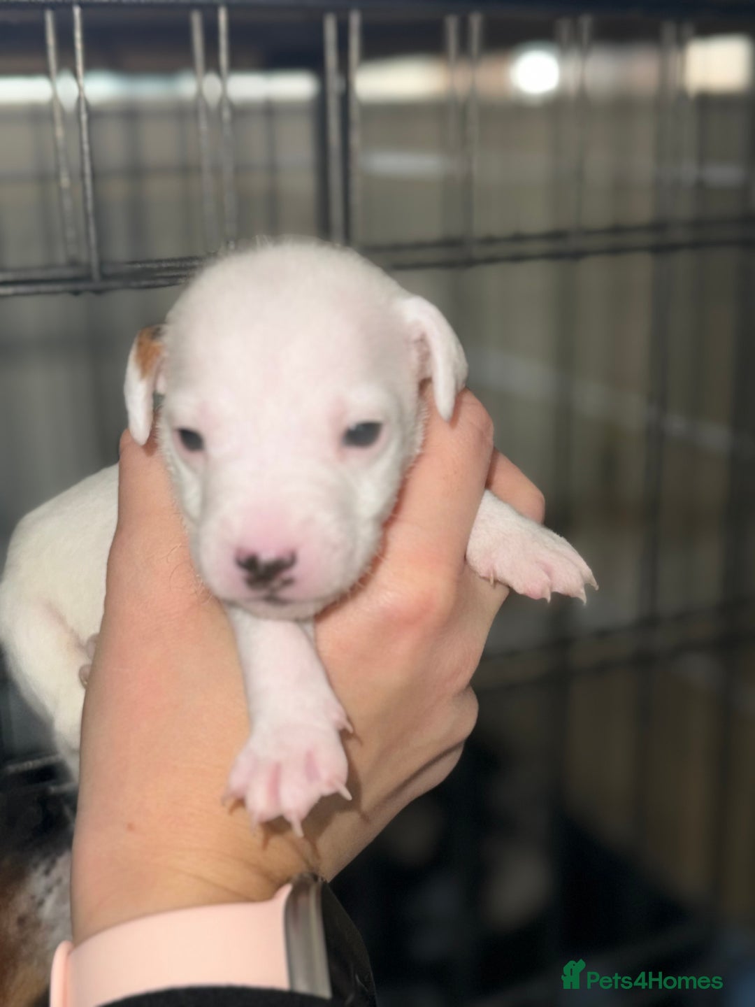 Parson Russell dogs for sale: 3 Male Parson Jack Russell’s for sale  - Image 7