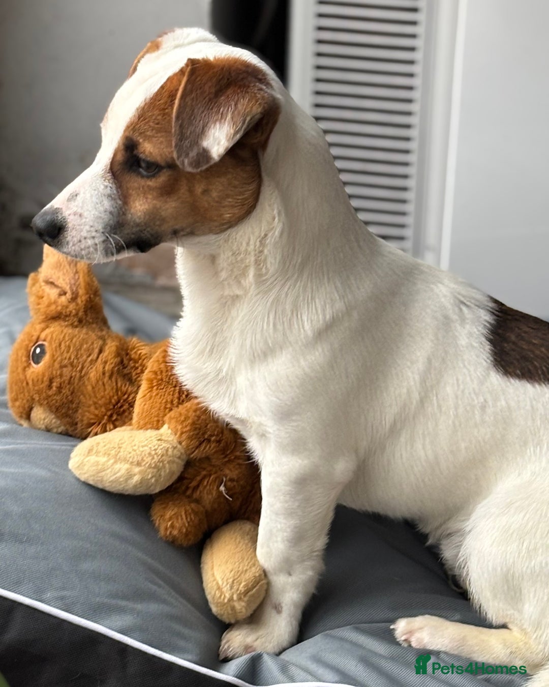 Jack Russell dogs for sale: 7 month old dog jack Russell, last from litter - Advert 2