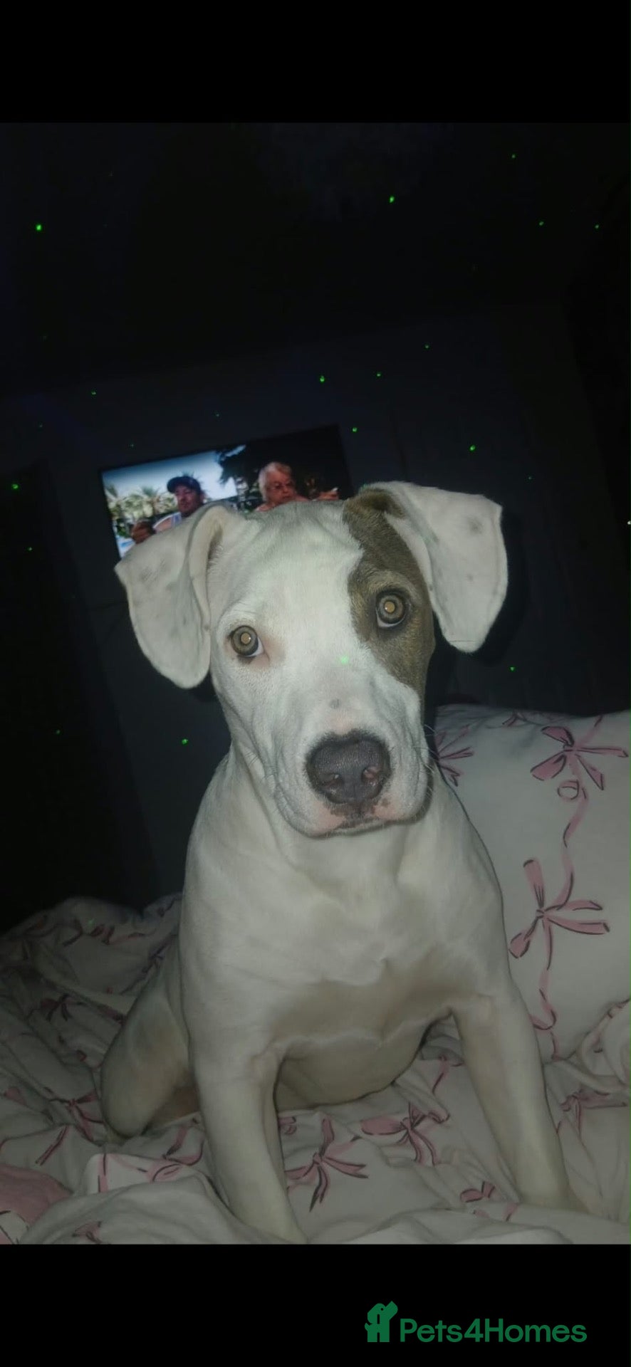 Jack Russell dogs Staffy x American bull  - Advert 11
