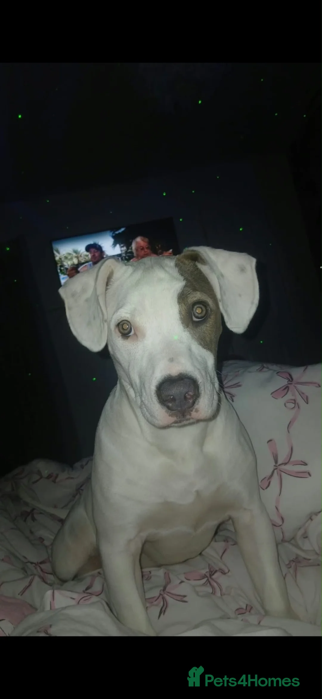 Jack Russell dogs for sale: Staffy x American bull  - Advert 1