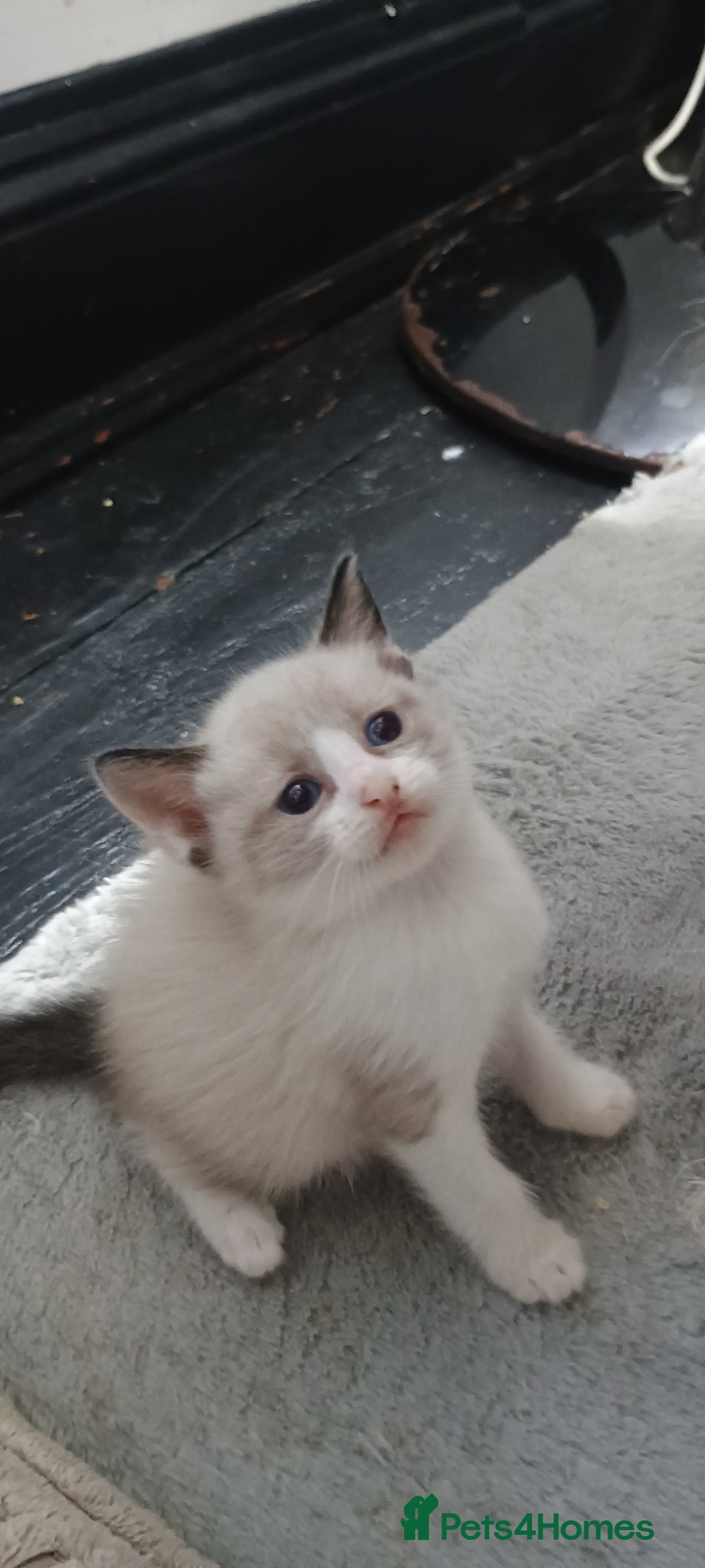 Ragdoll cats for sale: 3 quarters RAGDOLL KITTENS FOR SALE £150 - Image 22