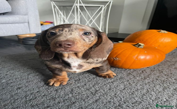 Miniature Dachshund dogs - Advert 1