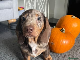 Miniature Dachshund dogs - Advert 1