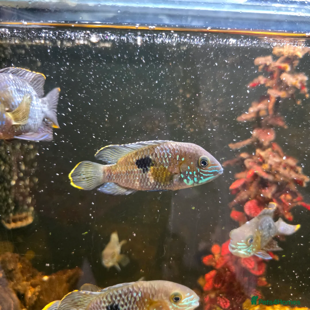 Cichlids fish for sale: Green terror chiclids - Advert 2