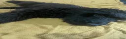 Sproodle dogs for sale: Sproodle pup's springer spaniel x poodle hypo coat - Advert 25