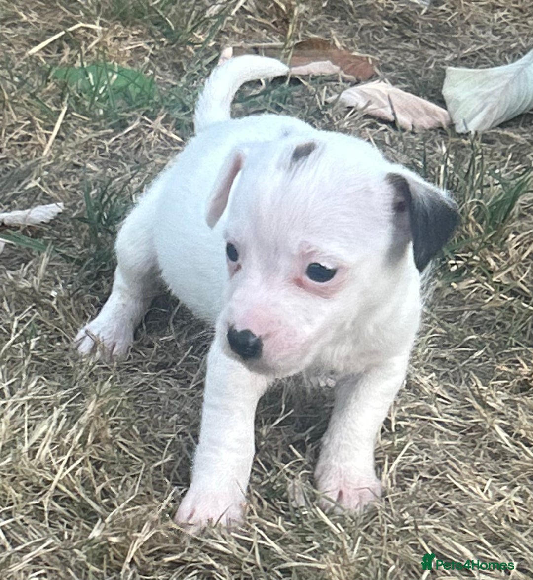 Jack Russell dogs for sale: jack Russel puppies  - Image 4