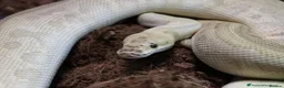 Python Snake reptiles for sale: Royal pythons - Advert 2