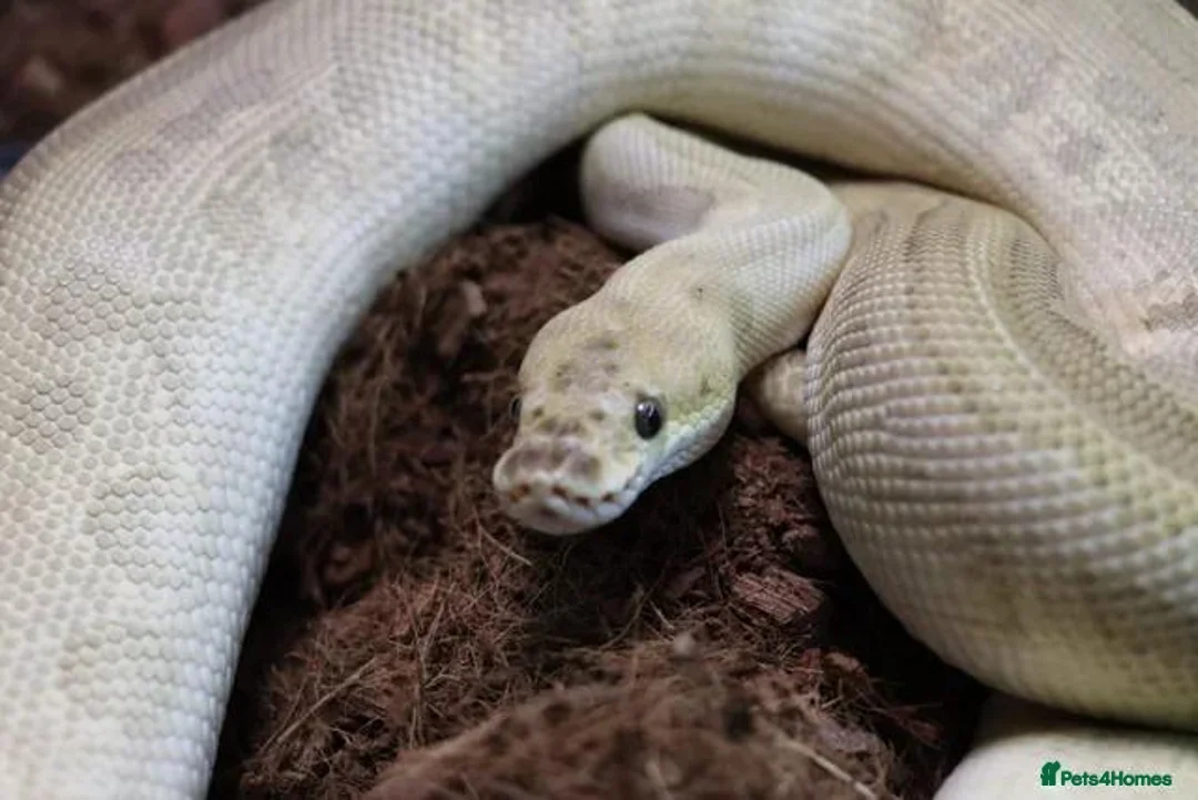 Python Snake reptiles for sale: Royal pythons - Advert 2