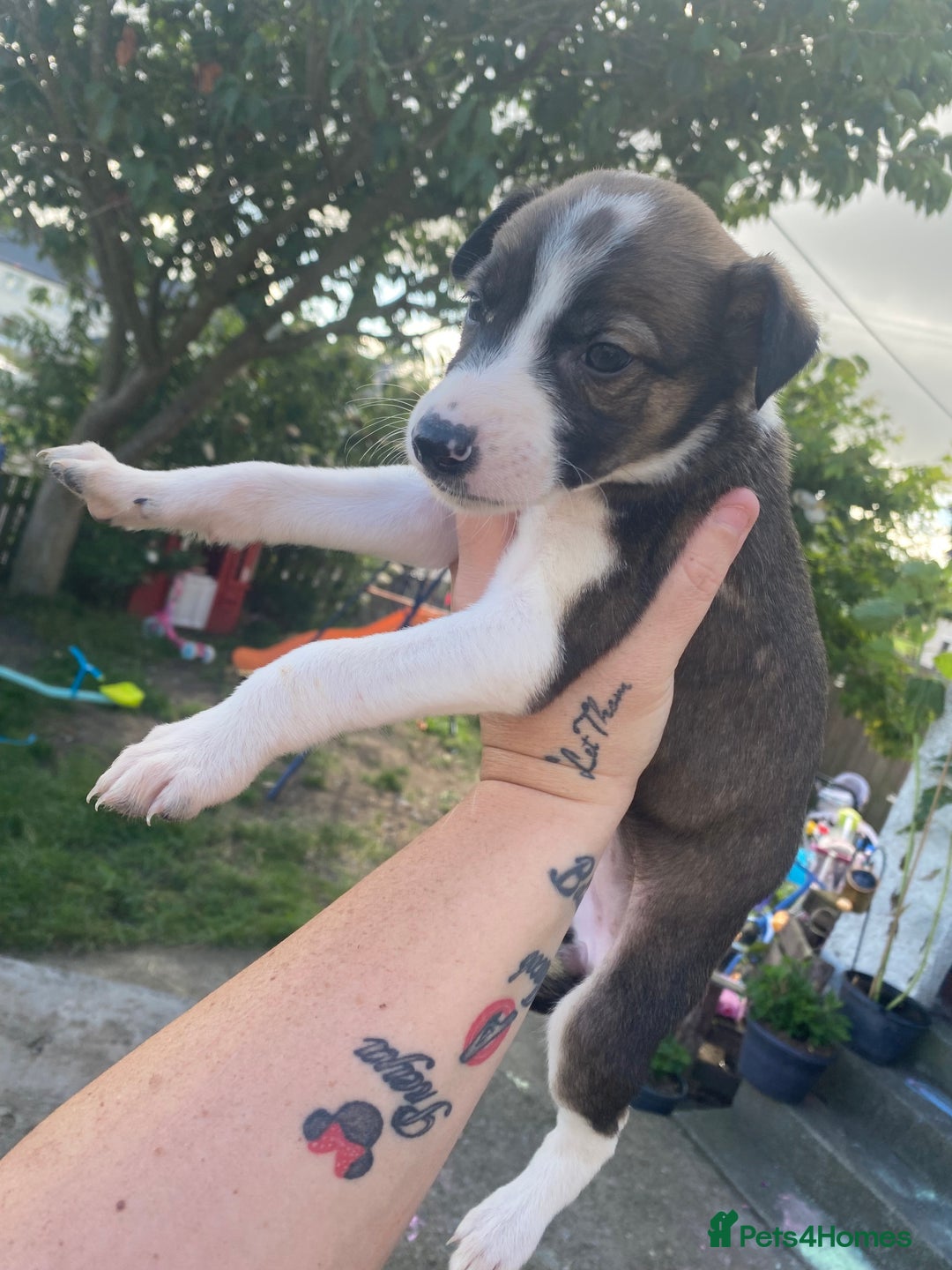 Lurcher dogs for sale: Eight gorgeous mix breed pups - Image 16
