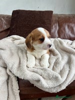 Welsh Corgi Pembroke dogs Corgi puppies, 2 brothers. - Advert 1