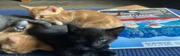 Mixed Breed cats for sale: 1 ginger male 1 gray female  - Advert 5