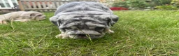 English Bulldog dogs for sale: Top Quality English Bulldog Pups Not Your Usual  in Colchester - Advert 24