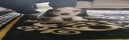Cocker Spaniel dogs for sale: Sensational show type cocker babies.  in Doncaster - Advert 4
